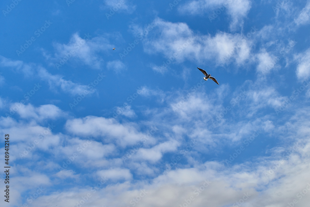 Seagulls of Kaliningrad fly on the summer lake. Seagulls of Kaliningrad fly on the summer lake.