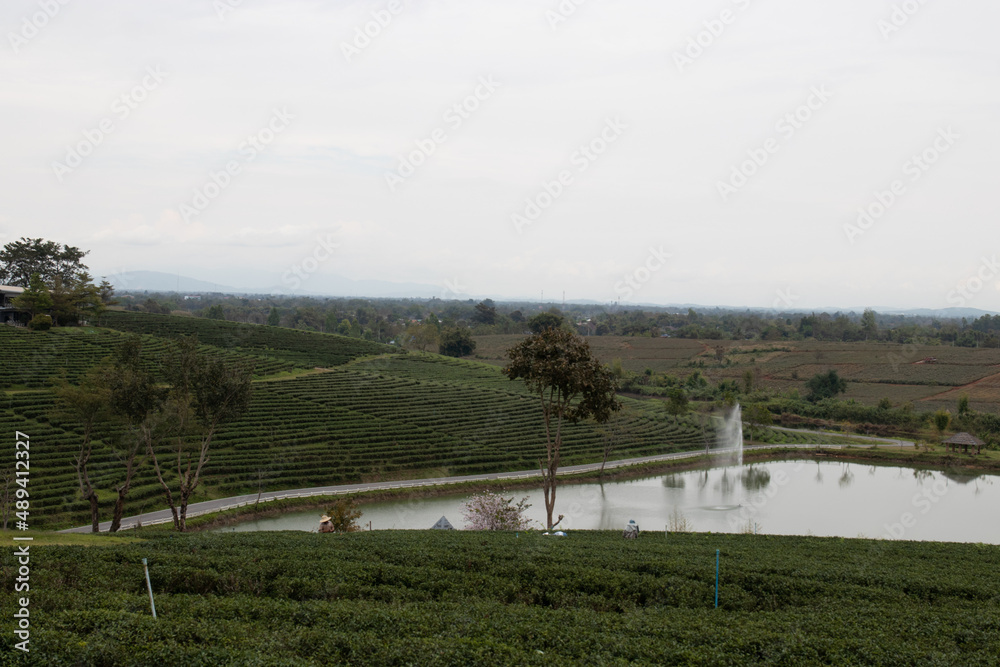 Scenery of Tea plantation