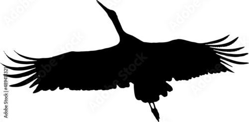 Cigogne noir en vol fond transparent 