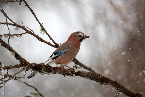 Foto A jay is sitting on a branch with moss