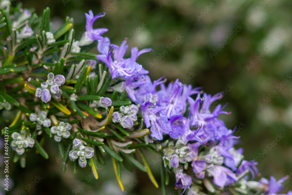 Branch of rosemary flowers.Purple blooming of rosemary with the green leaves,Fresh Rosemary Herb.Spring time in Italy. Branch of rosemary flowers.Purple blooming of rosemary with the green leaves,Fresh Rosemary Herb.Spring time in Italy.