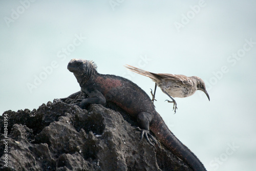 Marine Iguana   Amblyrhyncus cristatus   and Galapagos Mocking Bird