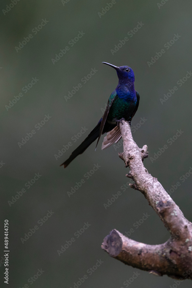 The swallow-tailed hummingbird perched on a branch of a tree in the forest. Its tail resembles scissors. The specie Eupetomena macroura also know the Beija-flor Tesoura. Birdwatching. Animal World.