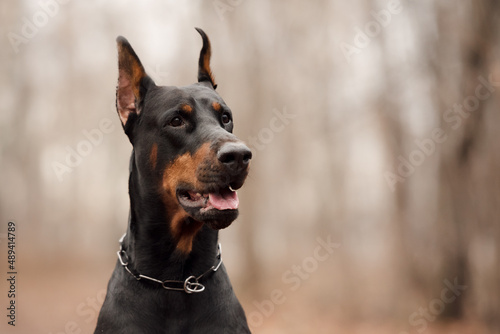 Portrait of a doberman in the autumn forest photo
