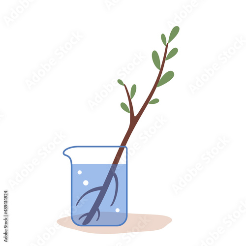 Flat vector illustration of sprouted tree branch in water with roots. Rooting cuttings in water, home propagation of trees and shrubs for the garden. Vector illustration on white background.