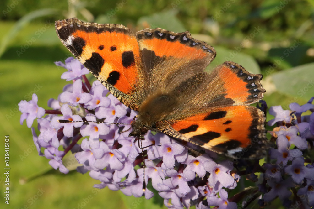 Fototapeta premium Petite Tortue (Aglais urticae)