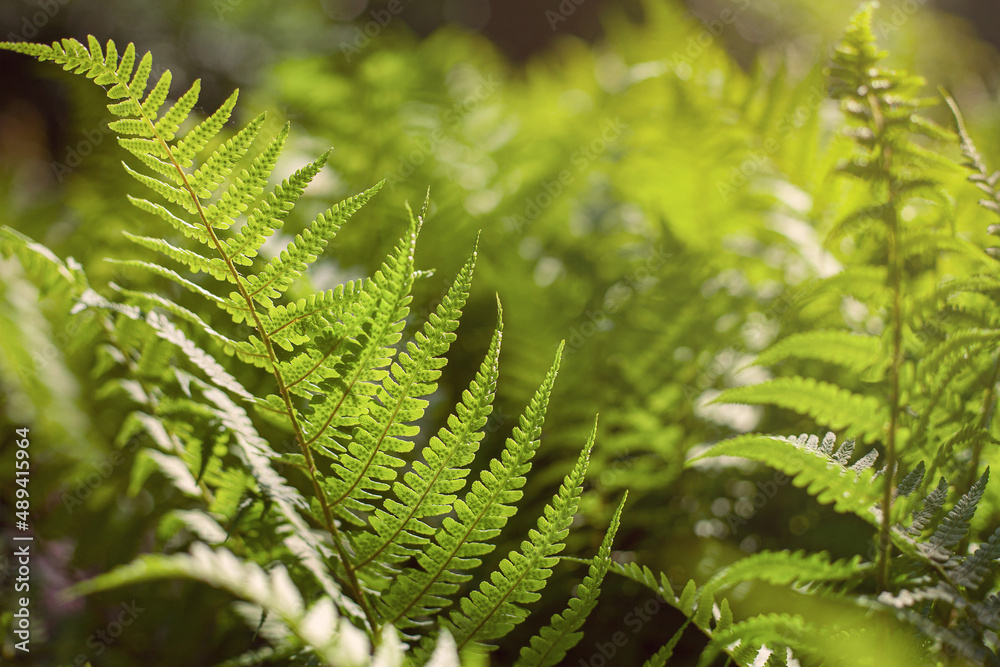 Natural plant background. Leaves of a wild fern in the forest. Close-up, backlight.