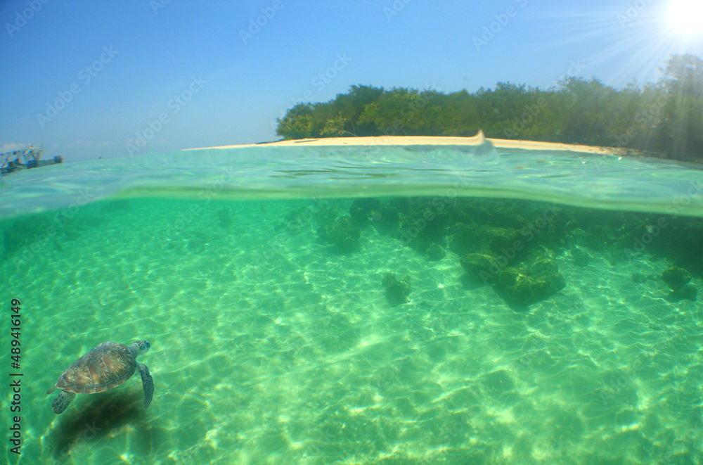 underwater paradise , caribbean sea , turtle and coral