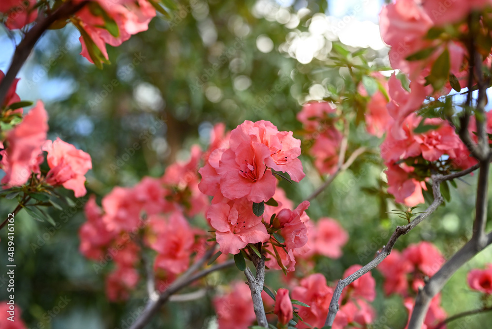 Spring or summer floral background. Bushe of blooming pink azalea. Azalea flowers in full bloom. Selective focus, shallow depth of field. Spring or summer floral background. Bushe of blooming pink azalea. Azalea flowers in full bloom. Selective focus, shallow depth of field.