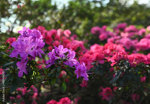 Spring or summer floral background. Blooming pink and purple azalea bushes. Azalea flowers in full bloom. Selective focus, shallow depth of field.
