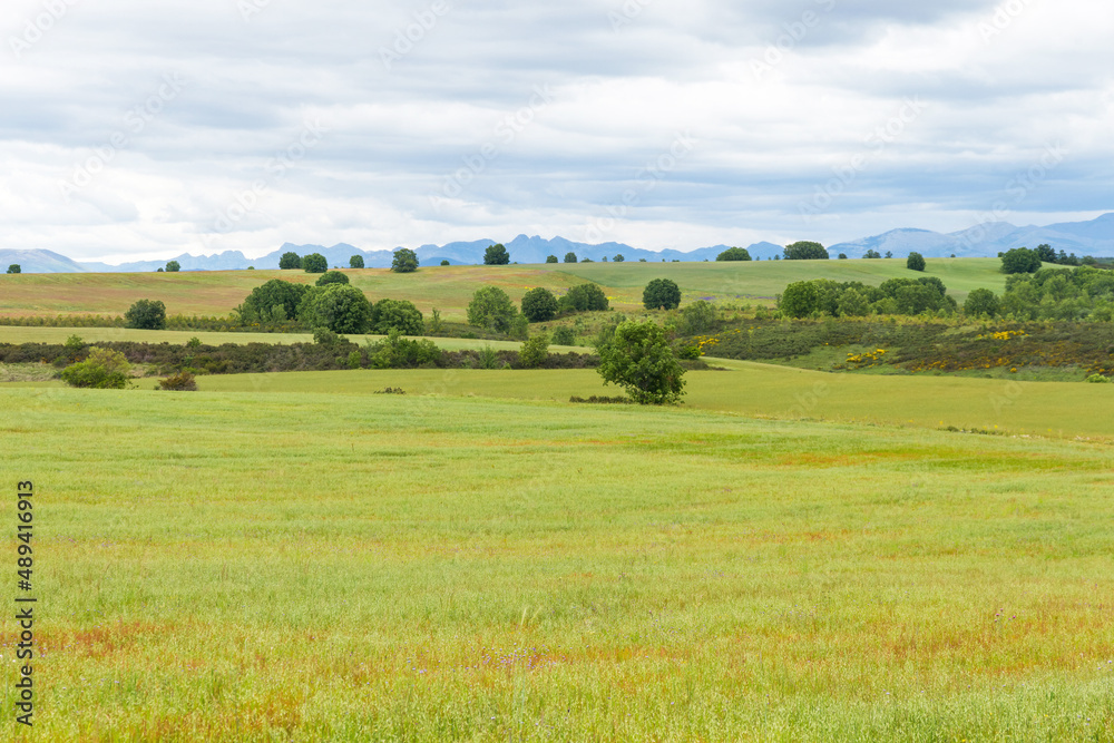 Vista de Paisaje ondulado primaveral de campos verdes, árboles  y montañas en el horizonte 