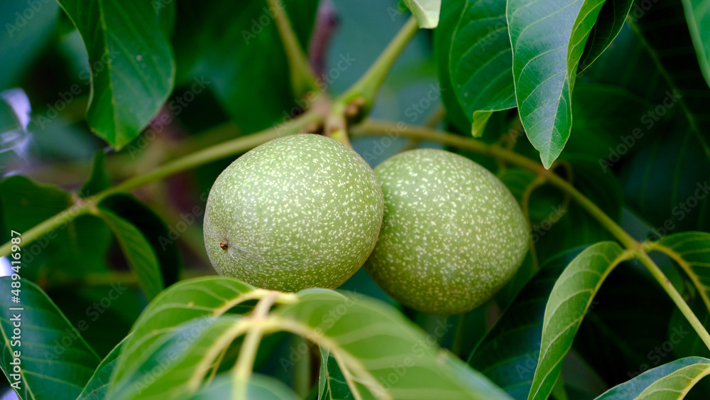 green walnuts on the tree green walnuts on the tree