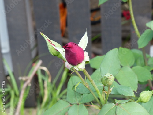 the arrival of the first rose buds