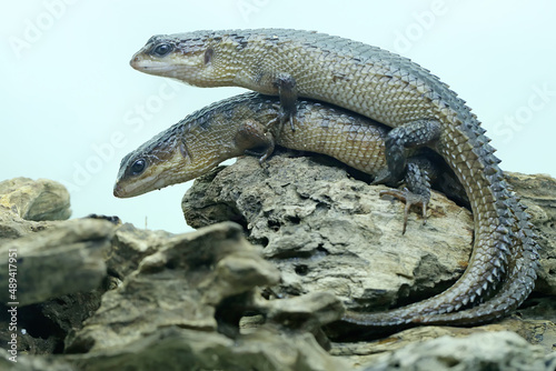 Two Sulawesi spiny water skinks (Tripidophorus apulus) are sunbathing on dry wood. photo