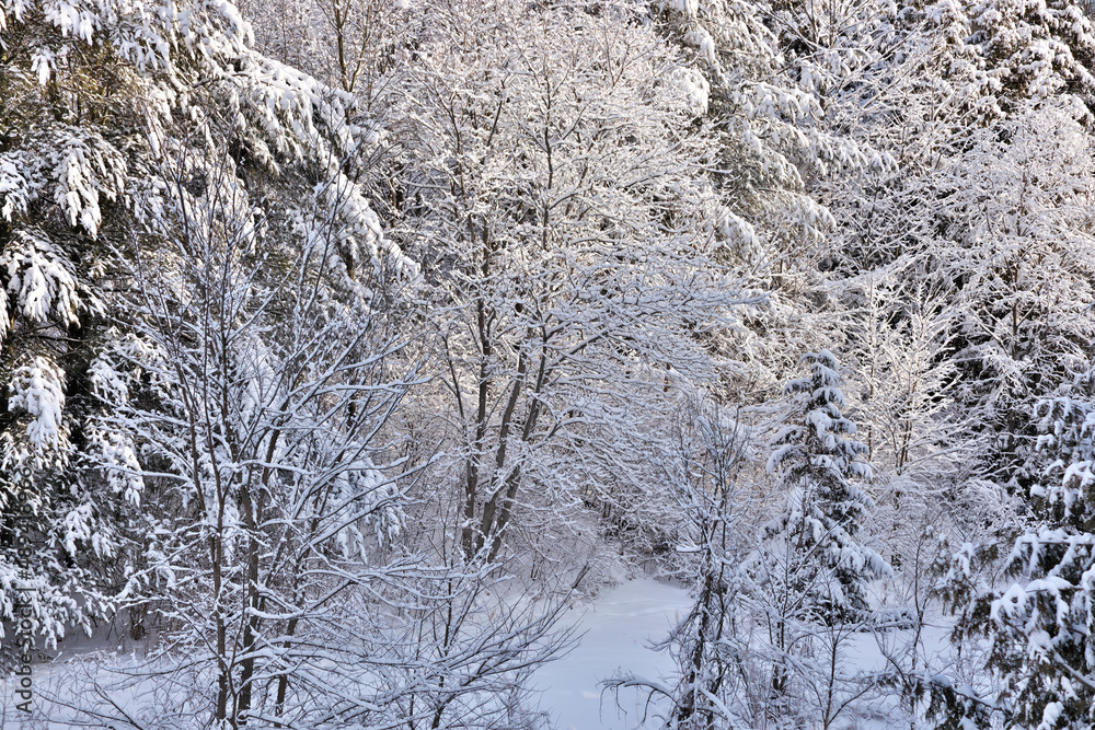 Beautiful Winter Forest With Trees Covered in Fresh Snowfall That Outlines Tree Branches Beautiful Winter Forest With Trees Covered in Fresh Snowfall That Outlines Tree Branches