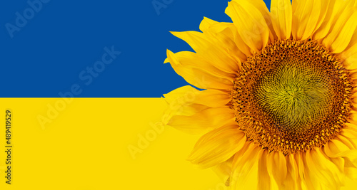 Fotografie, Obraz Ukraine, sunflowers are a symbol of Ukraine