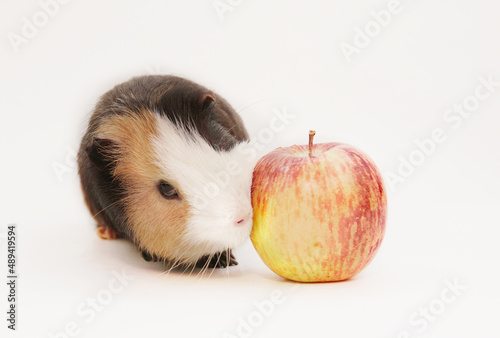 guinea pig eating apples on isolate