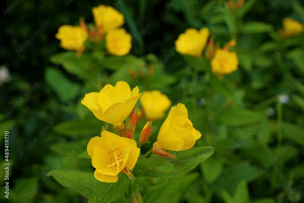 beautiful blooming yellow flax flowers (Linum flavum) with green leaves beautiful blooming yellow flax flowers (Linum flavum) with green leaves