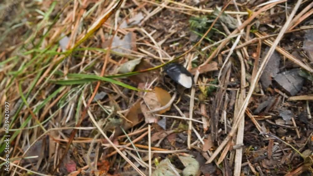 Black bug with white spot on back crawls along ground covered with dry fir needles slow motion. Probe lens footage of forest fauna macro