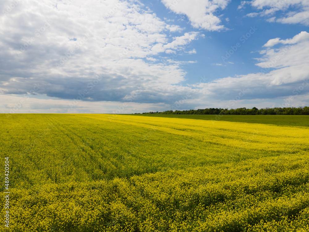 Wonderful panoramic view on agricultural field with blooming yellow rape flowers and perfect blue sky. Rapeseed field in sunny day. 