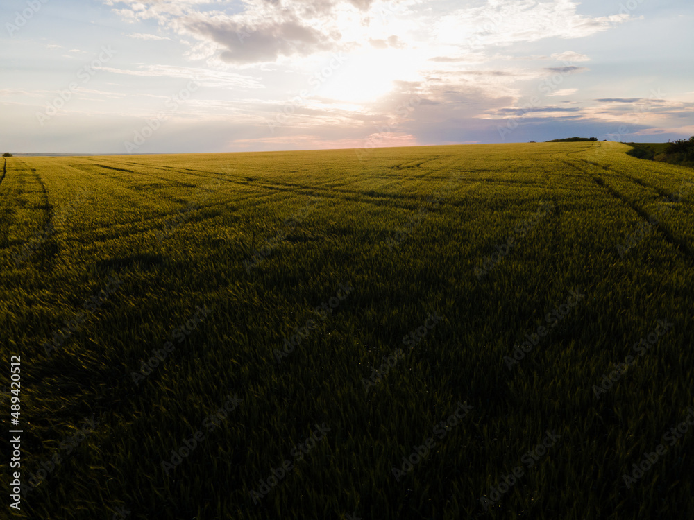 Green harvest field. Green wheat field. Drone shot.