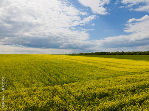 Wonderful panoramic view on agricultural field with blooming yellow rape flowers and perfect blue sky. Rapeseed field in sunny day.  © eduard