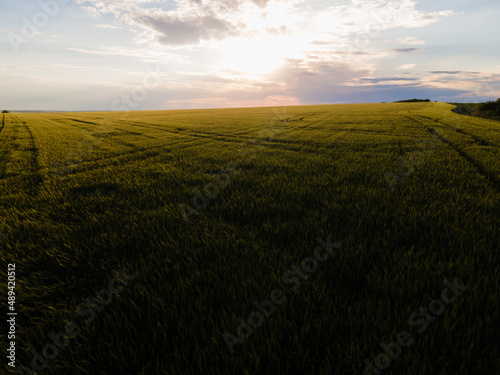 Obraz na płótnie Green harvest field. Green wheat field. Drone shot. w salonie
