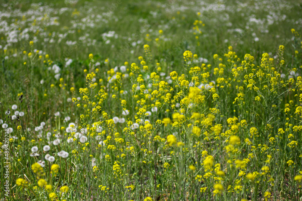 Obraz premium Blooming rapeseed, rape, brassica napus with dandelions. Green field with yellow and white flowers. Natural outdoor background. Summer sunny day, growing plants