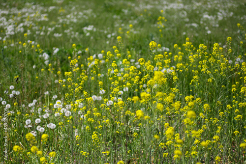 Blooming rapeseed, rape, brassica napus with dandelions. Green field with yellow and white flowers. Natural outdoor background. Summer sunny day, growing plants