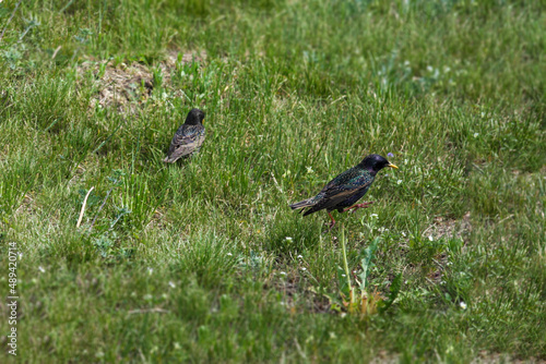 Two starlings on a fresh green grass. Birds in a meadow. Natural outdoor background © Elena Sea