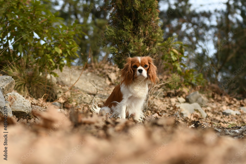 Portrait d'un chien race cavalier king charles dans la nature Portrait d'un chien race cavalier king charles dans la nature