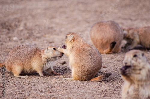 Prairie Dog Eating 