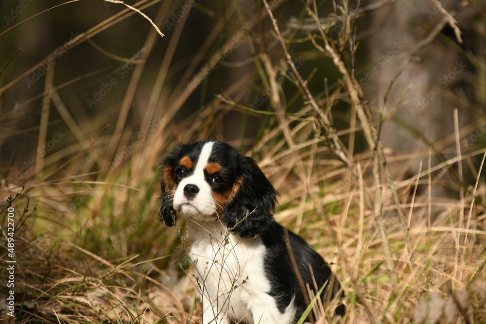 Portrait d'un chien race cavalier king charles dans la nature Portrait d'un chien race cavalier king charles dans la nature