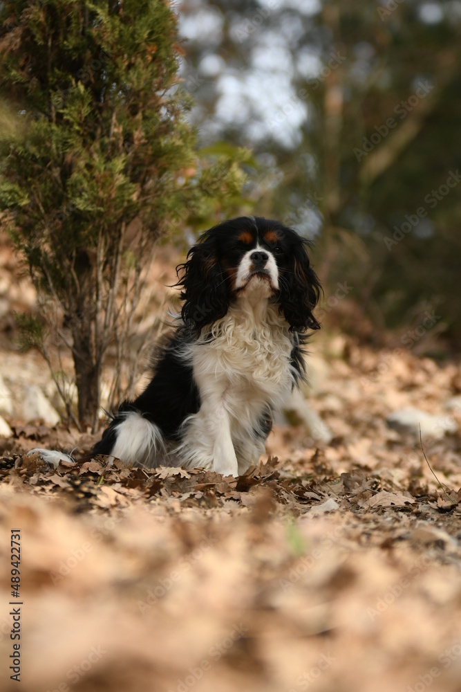 Portrait d'un chien race cavalier king charles dans la nature