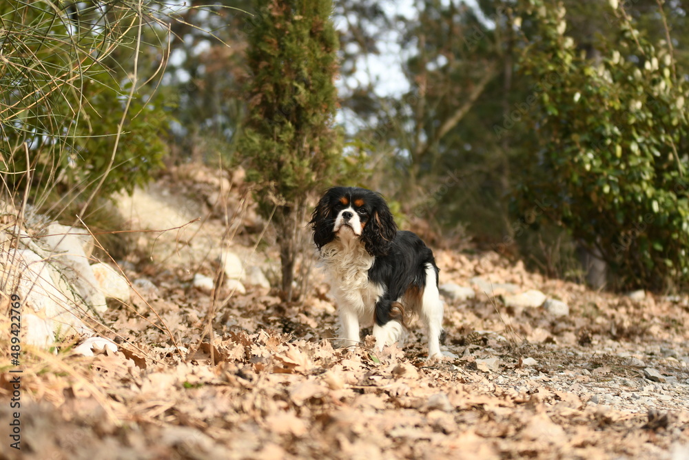 Chien Cavalier king charles noir et blanc dans la nature Chien Cavalier king charles noir et blanc dans la nature