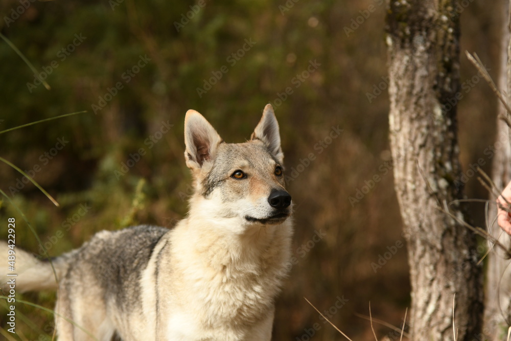 Fototapeta premium portrait chien loup tchécoslovaque dans la forêt 