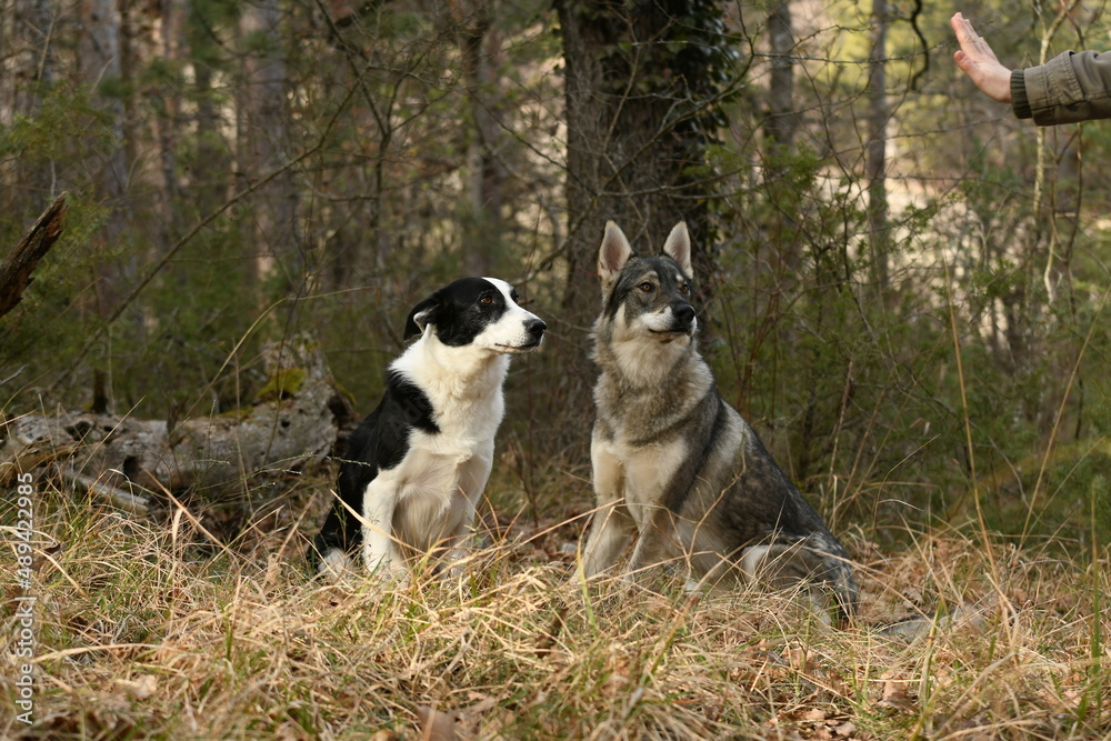 Portrait d'un loup tchécoslovaque dans les bois