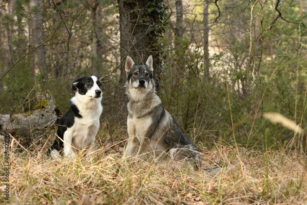 Portrait d'un loup tchécoslovaque dans les bois Portrait d'un loup tchécoslovaque dans les bois