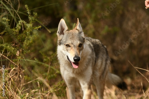 portrait chien loup tch  coslovaque dans la for  t 