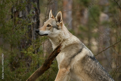 Portrait d'un loup tchécoslovaque dans les bois © Alexandre