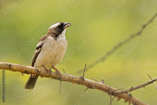 A white-browed sparrow-weaver (Plocepasser mahali) 
 perched on a branch of a tree.