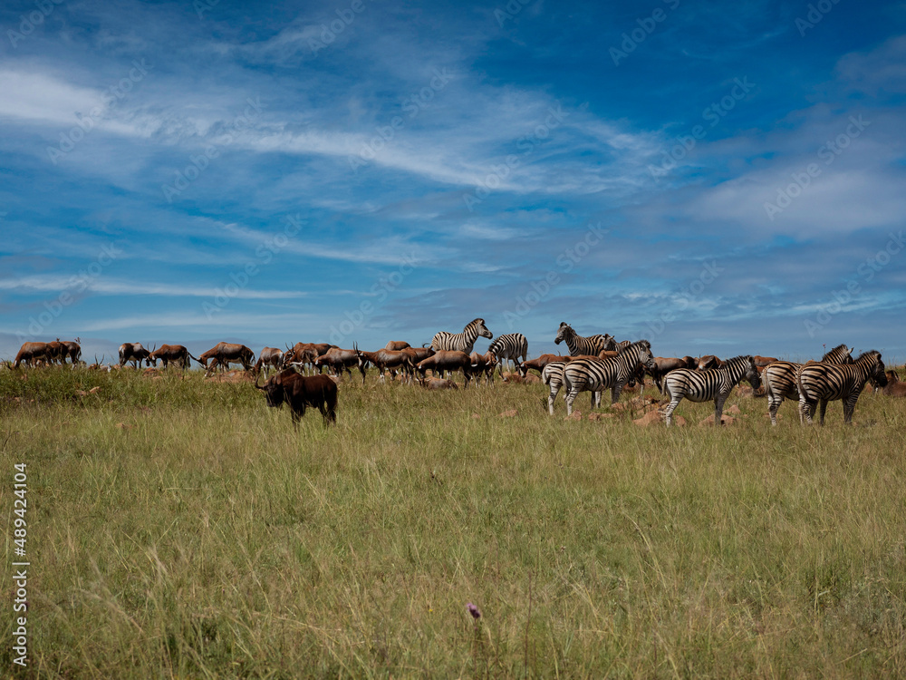 herd of wildebeest and antelopes in the savannah herd of wildebeest and antelopes in the savannah