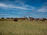 herd of wildebeest and antelopes in the savannah