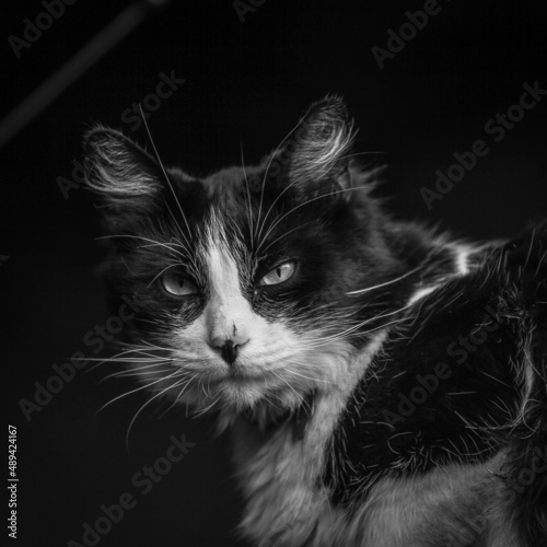 Quadro su tela black and white cat