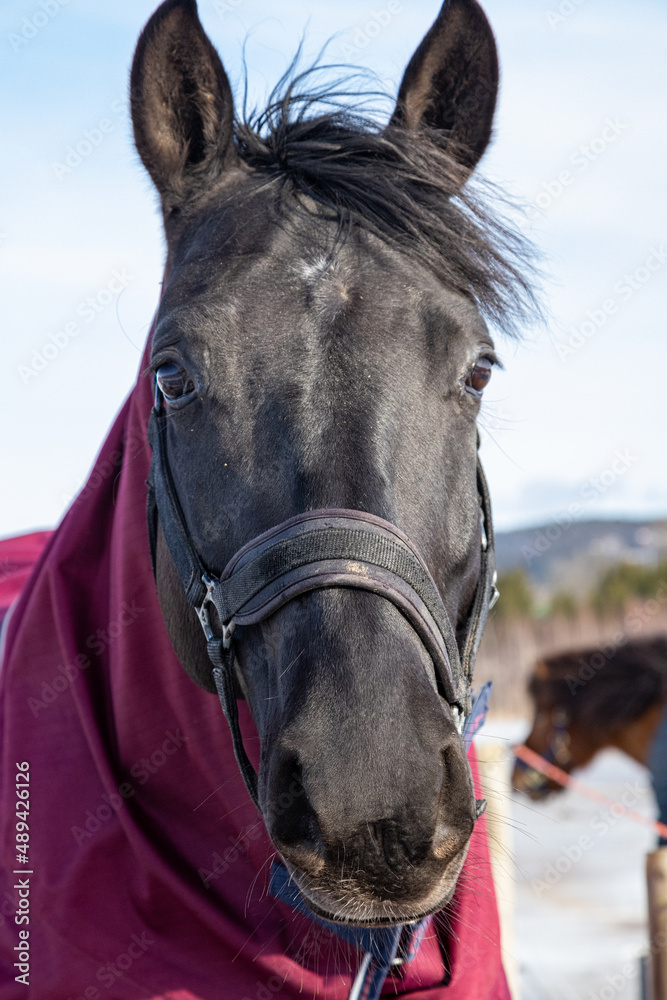 Obraz premium portrait of a horse