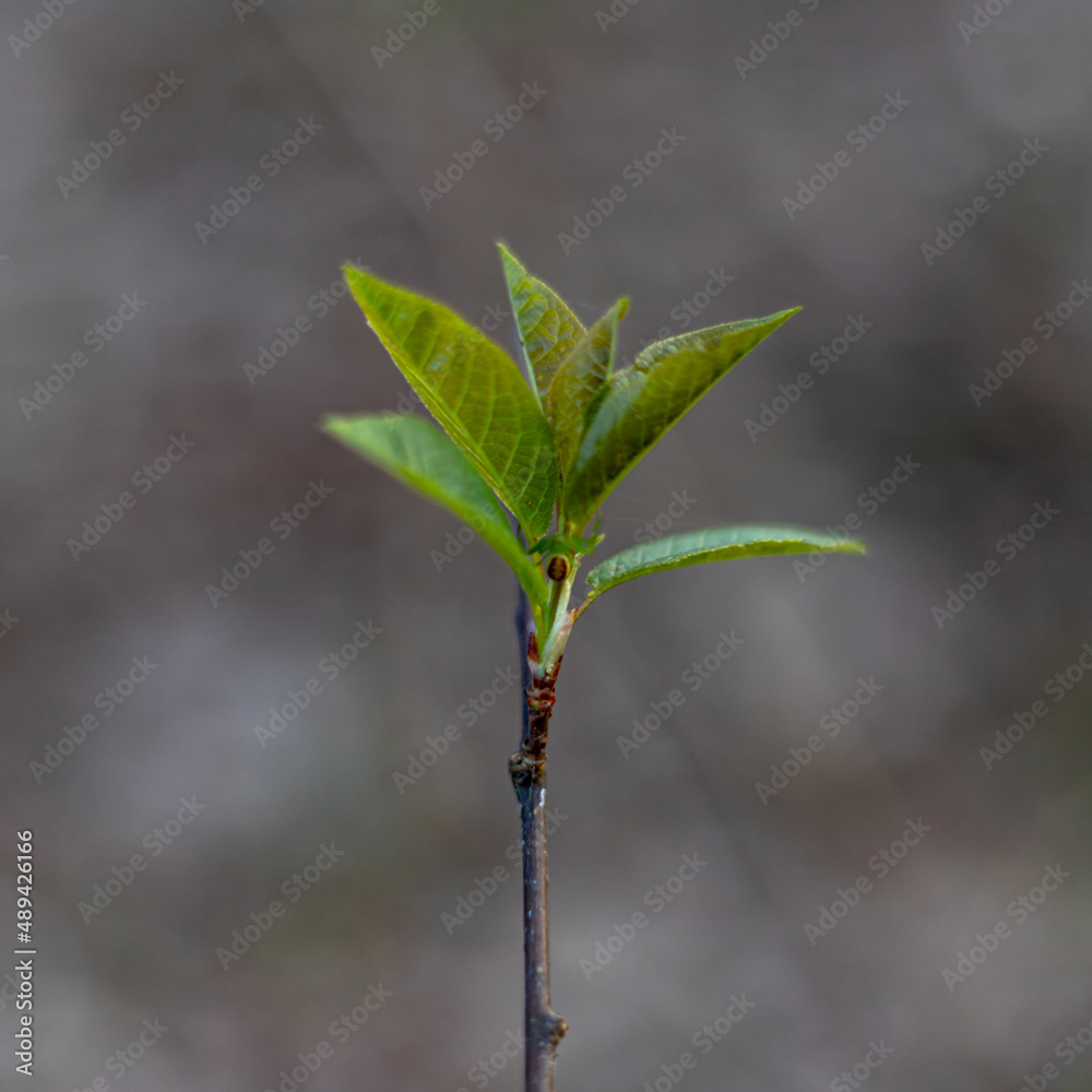 Close up bud of bird cherry at early spring, macro shot Close up bud of bird cherry at early spring, macro shot
