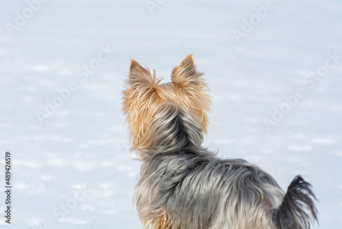 Yorkshire Terrier / Winter © Petra Fischer