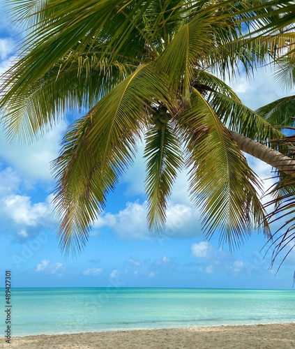 Coconut palm tree on Cayo Coco Beach Cuba