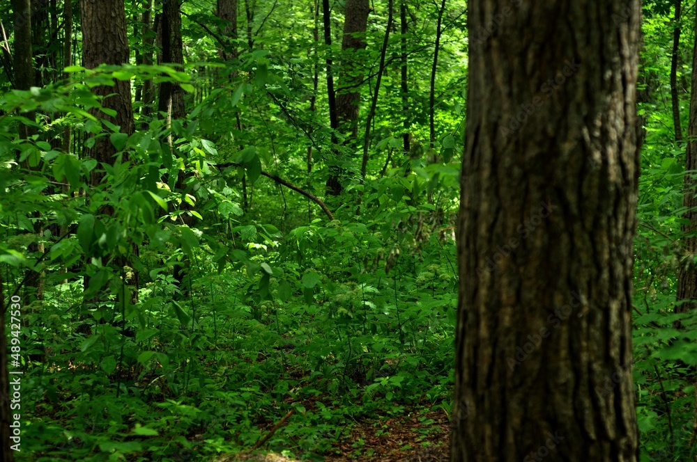 Nature is the world around us, not created by man. That which is primary, which appeared long before man. The natural habitat of man. Forests, mountains, seas, oceans, flora, fauna, and man himself.