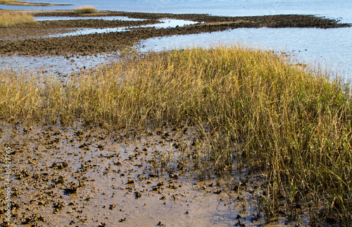 Oyster Reef Aquaculture